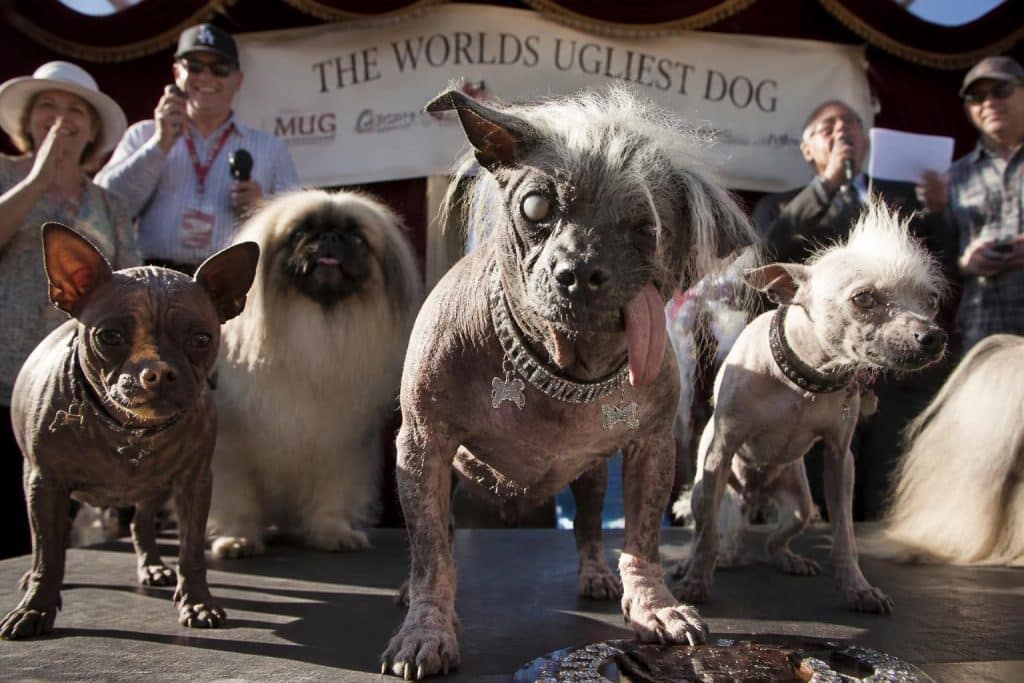 découvrez l'histoire fascinante du chien le plus laid au monde et plongez dans l'univers des concours dédiés aux chiens atypiques qui célèbrent leur beauté unique.